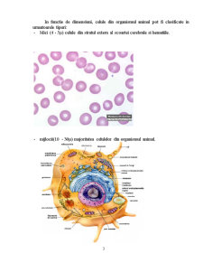 Biologie celulară - centrul celular - centriolii, fusuri de diviziune - Pagina 3