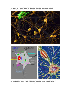 Biologie celulară - centrul celular - centriolii, fusuri de diviziune - Pagina 4