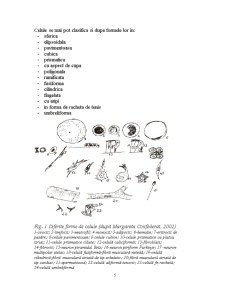 Biologie celulară - centrul celular - centriolii, fusuri de diviziune - Pagina 5