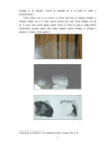 Investigarea dactiloscopică - Pagina 3