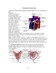 Aparatul circulator - sistemul nervos - Pagina 4