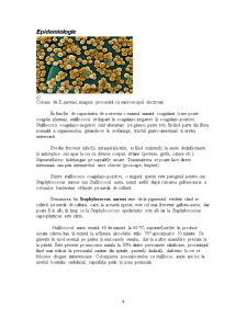 Determinarea Staphylococcus Aureus - Pagina 4