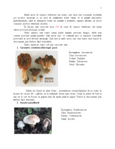 Ciuperci Toxice - Pagina 2