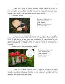 Ciuperci Toxice - Pagina 3