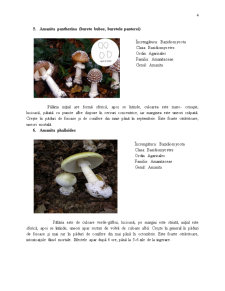 Ciuperci Toxice - Pagina 4