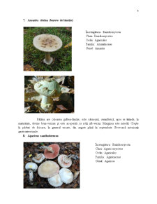 Ciuperci Toxice - Pagina 5