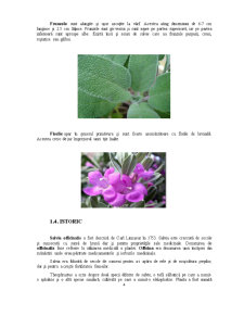 Salvia - Pagina 4