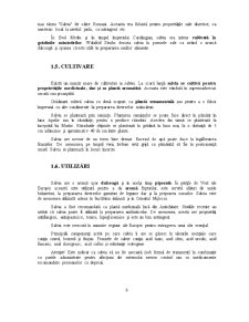 Salvia - Pagina 5