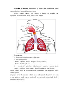 Sistemul Respirator - Pagina 1