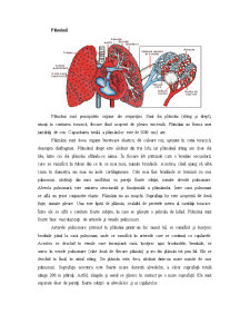 Sistemul Respirator - Pagina 5