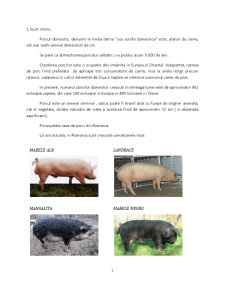 Porcinele - Pagina 1