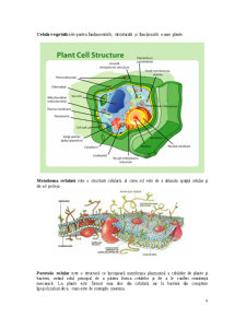 Laboratoare fiziolofie vegetală - Pagina 4