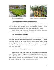 Cultivarea Plantelor în Sistem Acvaponic - Pagina 5