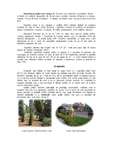 Conceptul de reabilitare ecologică și importanța acestuia în cadrul spațiilor plantate urbane din orașul București - Pagina 4