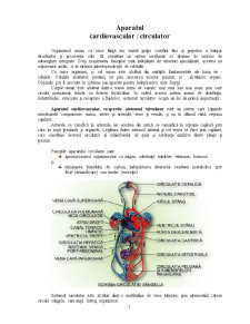 Sistemul Arterial - Pagina 1