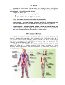 Sistemul Arterial - Pagina 3