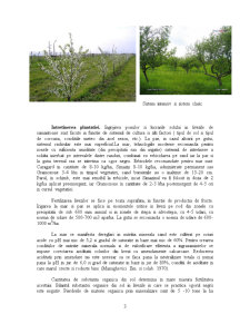 Ecotehnica plantației pomicole pe rod - sămânțoase - Pagina 3
