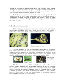 Ecotehnica plantației pomicole pe rod - sămânțoase - Pagina 5