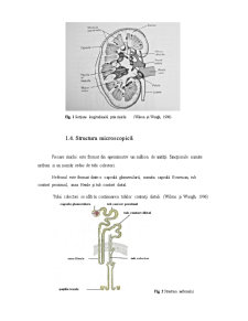 Functiiile Neexcretorii ale Rinichilor - Pagina 5