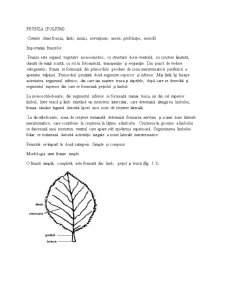 Morfologia Plantelor - Pagina 1