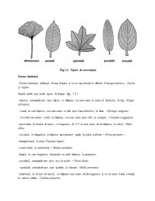 Morfologia Plantelor - Pagina 3