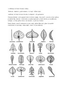 Morfologia Plantelor - Pagina 4