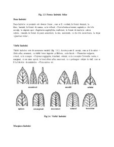 Morfologia Plantelor - Pagina 5
