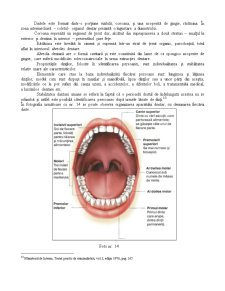 Cercetarea tehnico - științifică a urmelor de dinți - Pagina 5