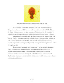 Boala cu Virus Hendra - Pagina 2