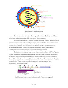 Boala cu Virus Hendra - Pagina 3