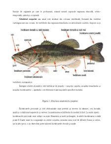 Microbiologia peștelui - Pagina 4