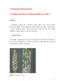 Patogenii Cerealelor de Toamana - Pagina 3