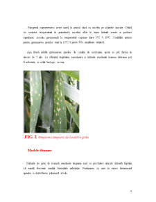 Patogenii Cerealelor de Toamana - Pagina 4