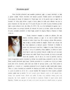 My pet - Pisica - Pagina 2