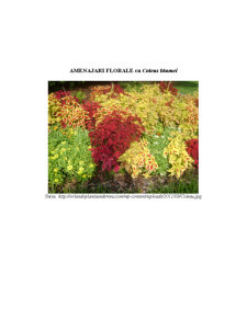 Coleus Blumei și Salvia Splendens - Pagina 3