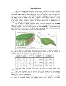 Funcțiile Frunzei - Pagina 1