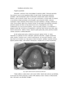 Reabilitarea orală cu ajutorul protezelor parțiale amovibile în cazul edentățiilor întinse - Pagina 3