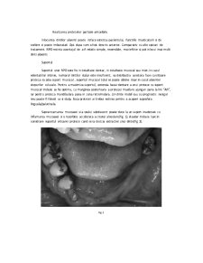 Reabilitarea orală cu ajutorul protezelor parțiale amovibile în cazul edentățiilor întinse - Pagina 4
