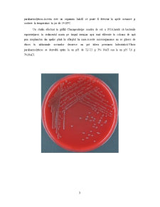 Microbiologie generală - vibrio parahaemolyticus - Pagina 4