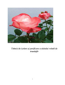 Tehnici de Izolare și Purificare a Uleiului de Trandafir - Pagina 2