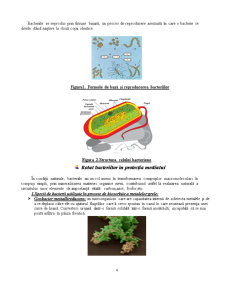 Microorganisme în biotehnologiile aplicate pentru protecția mediului - clasificare și rol - Pagina 4