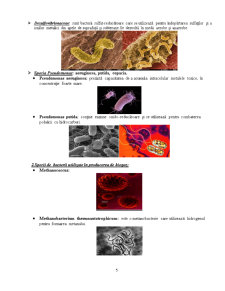 Microorganisme în biotehnologiile aplicate pentru protecția mediului - clasificare și rol - Pagina 5