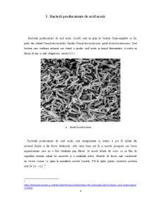 Microbiologia oțetului - Pagina 5