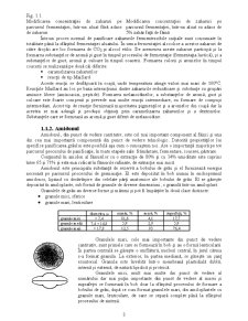Compoziția chimică a făinii - Pagina 3