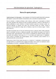 Boli determinate de spirochete - leptospiroze - Pagina 5