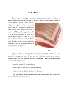 Tehnologii de obținere a baconului la unele rase de suine - Pagina 2