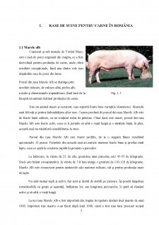 Tehnologii de obținere a baconului la unele rase de suine - Pagina 3