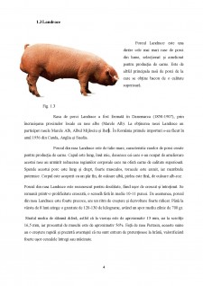 Tehnologii de obținere a baconului la unele rase de suine - Pagina 5