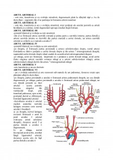 Dezvoltarea arcurilor arteriale aortice - Pagina 2