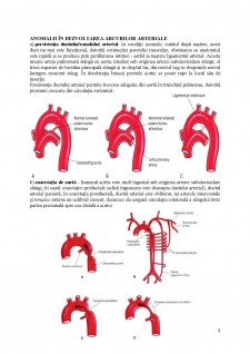 Dezvoltarea arcurilor arteriale aortice - Pagina 3